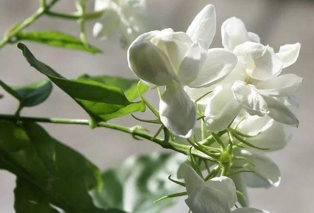20种香水花，净化空气驱蚊虫，让你天天睡得香！